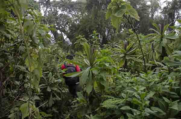52 - Ruanda - parque nacional de los volcanes - selva de Virunga